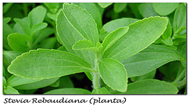 Stevia y dieta Dukan