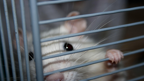 Dieta Dukan ¿peligrosa para los riñones? Dieta Dukan ¿peligrosa para los riñones?